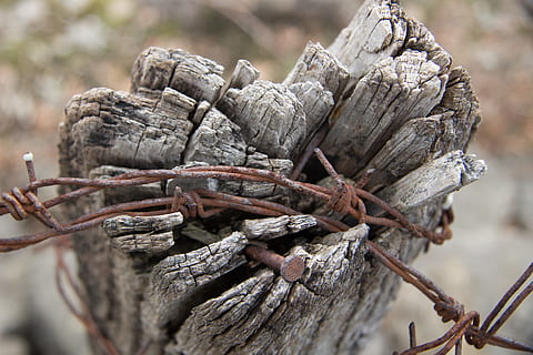 Old, Tree, Barbed Wire, Slavery, old tree, conclusion, deprivation of liberty HD wallpaper
