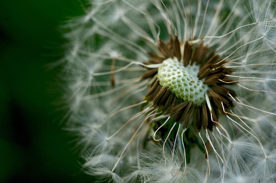 dandelion, flower, spring, fluffy, yard, plant, flowering plant HD wallpaper