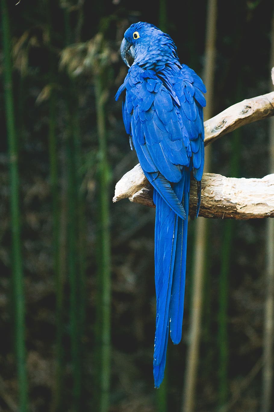 blue bird perch on brown tree, hyacinth macaw bird perched on tree branch