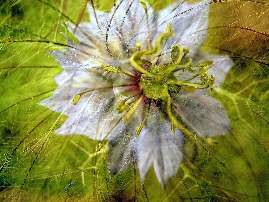 flower, art, bloom, plant, freshness, fragility, beauty in nature HD wallpaper