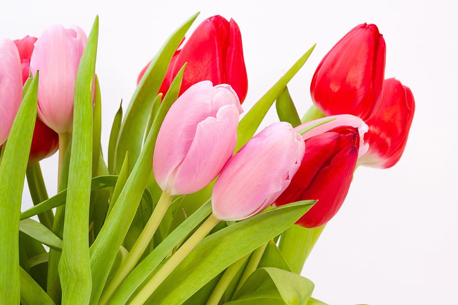 pink and red tulips illustration, Bouquet, Spring, Nature, Flowers