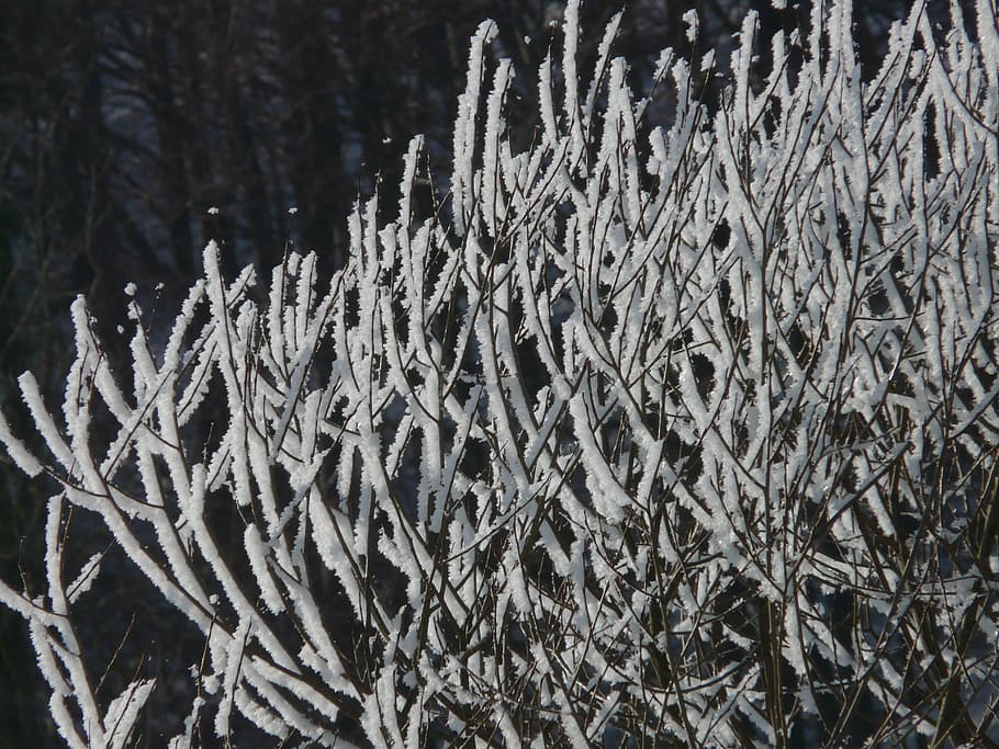tree, hoarfrost, snow, back light, deep snow, wintry, plant HD wallpaper