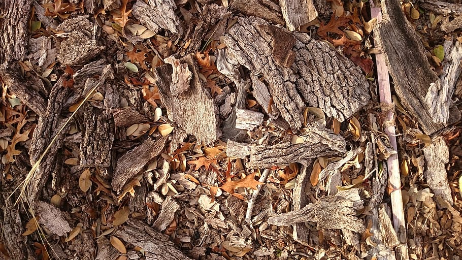 autumn, fall, woods, leaf, nature, dry, forest, brown, backgrounds HD wallpaper