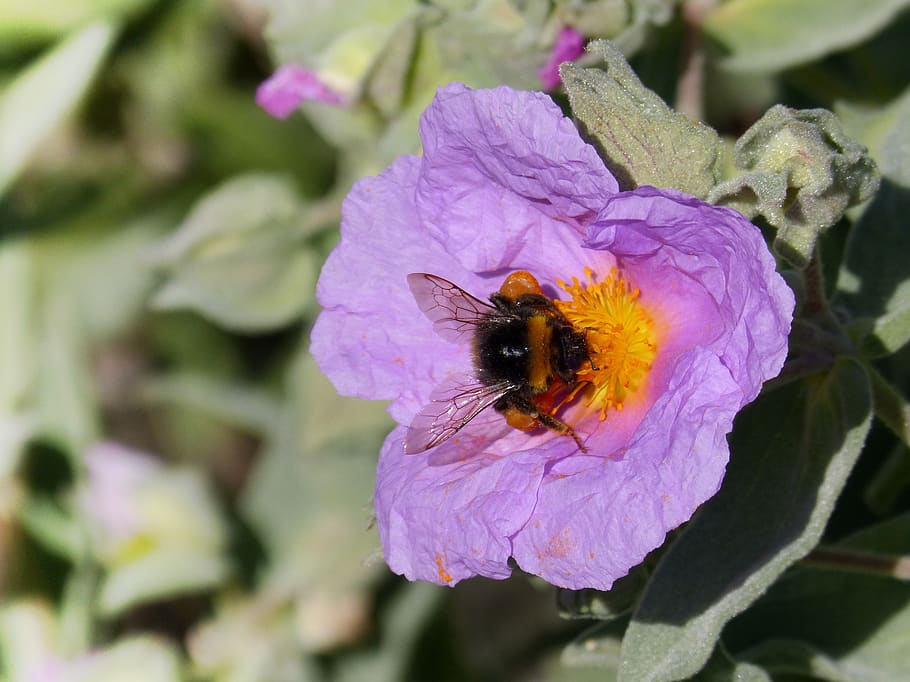 flower, steppe, bumblebee, libar, spring, pollen, flowering plant HD wallpaper