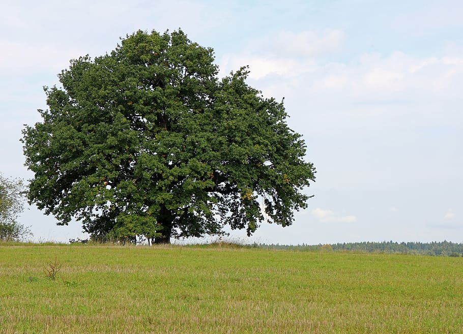 tree, individually, nature, sky, meadow, green, plant, field HD wallpaper