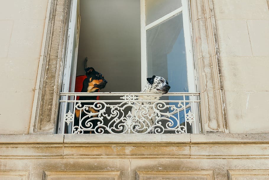 photo of two dogs near window, adult white and black dalmatian in front of window railing HD wallpaper