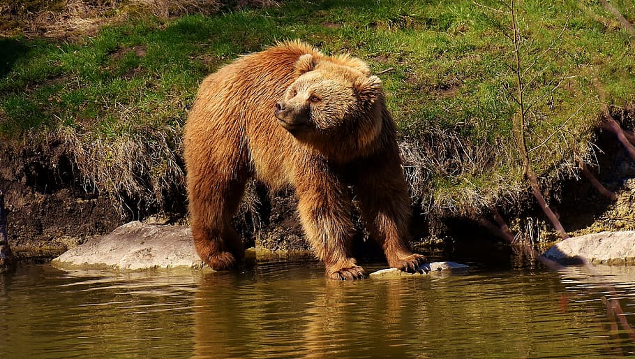 brown bear on body of water during daytime, european brown bear, HD wallpaper
