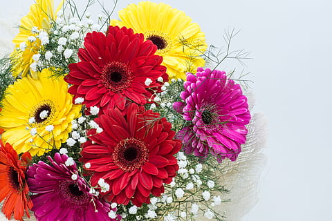 HD wallpaper: multicolor, colorful, flower, bloom, petal, daisy