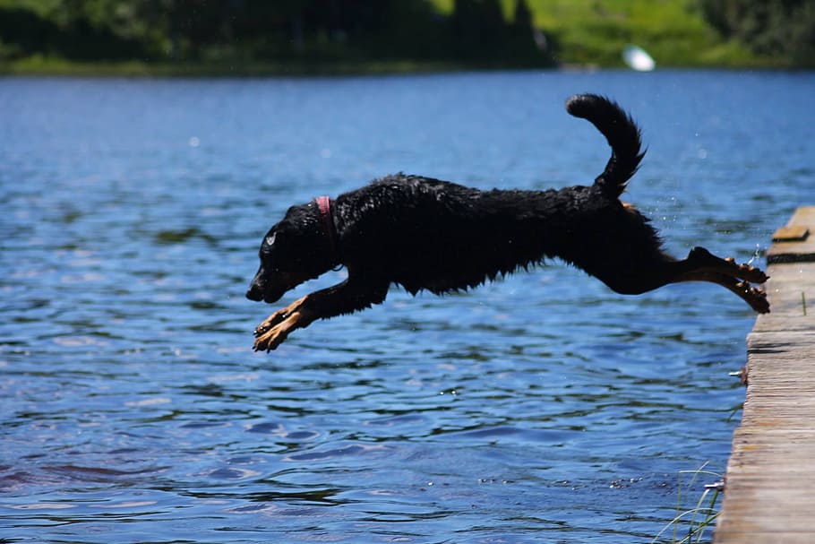 black dog jumping on body of water during daytime, beauceron