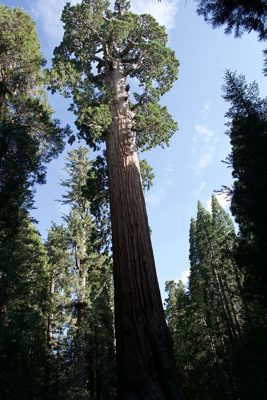 california, sequoia, nature, environment, tree, woods, giant, HD wallpaper