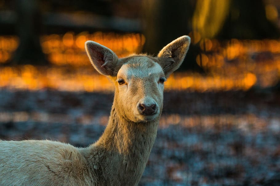 Roe Deer, Hirsch, Red Deer, Deer, Forest, Wild, nature, animal HD wallpaper