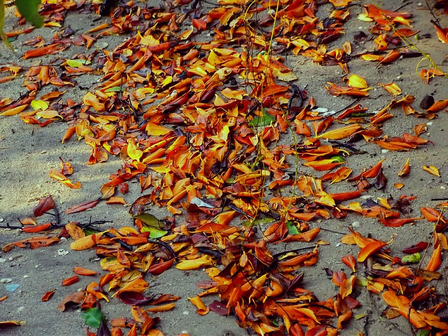 leaves, mangue, mangrove sand, beach, leaf, change, autumn, HD wallpaper