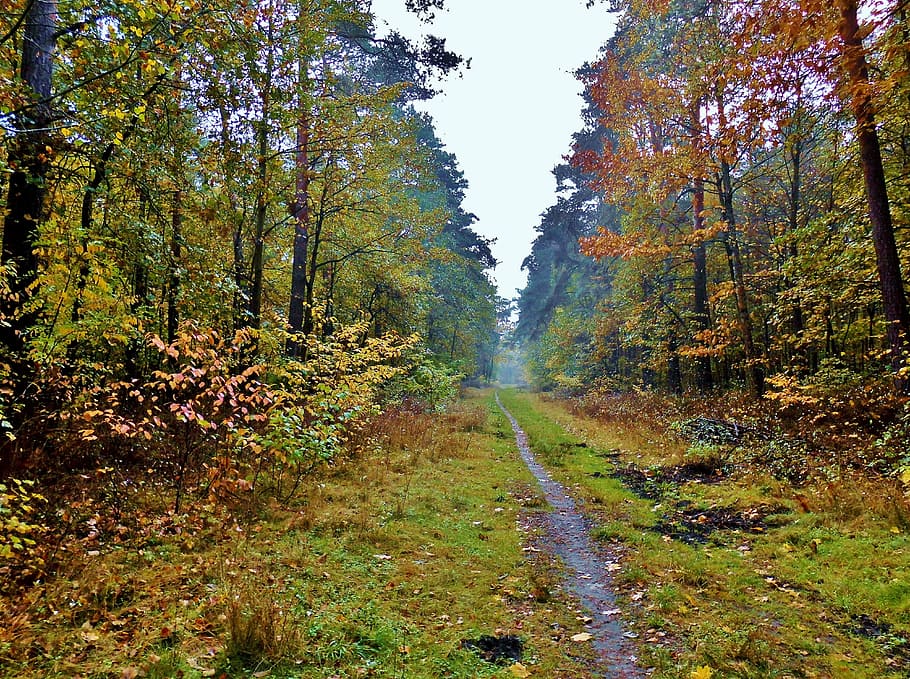 forest path, autumn mood, trees, leaves, colorful, foggy, single trail HD wallpaper