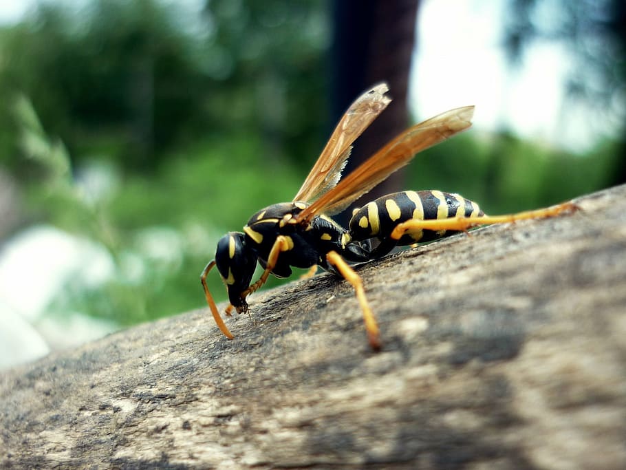 wasp, striped, beetle, animal themes, animal wildlife, invertebrate HD wallpaper