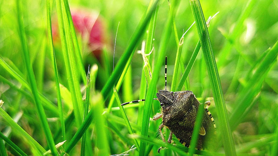 Stink Bug, Grass, Insect, Animal, garden, natural, green, nature HD wallpaper