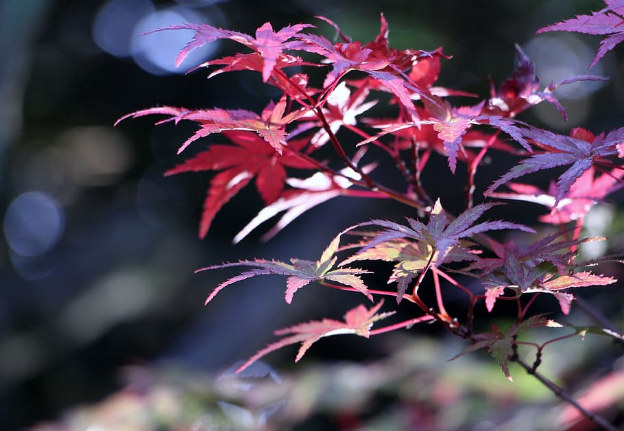 leaf, branch, nature, landscape, green, eventide, plants, afternoon HD wallpaper