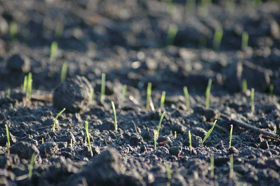 arable, sprout, germinate, grow, seedling, live new, hope, developing germ HD wallpaper