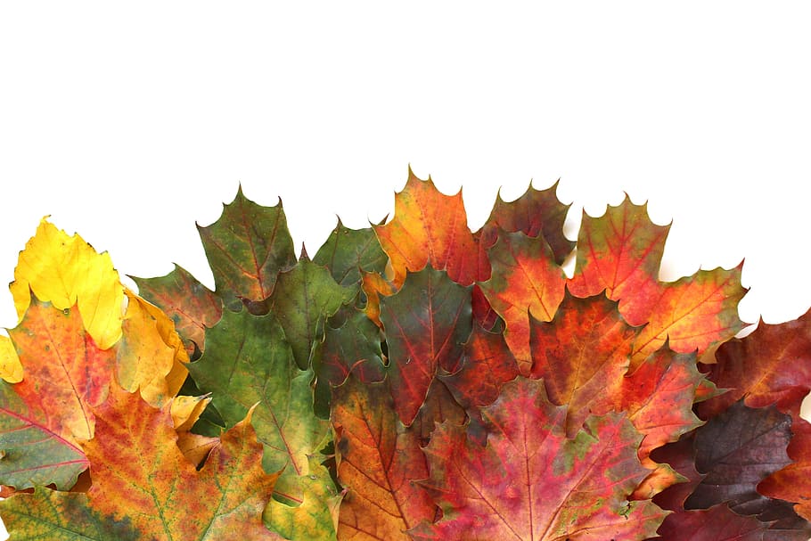 maple leaves, autumn, fall foliage, leaf, golden autumn, nature HD wallpaper
