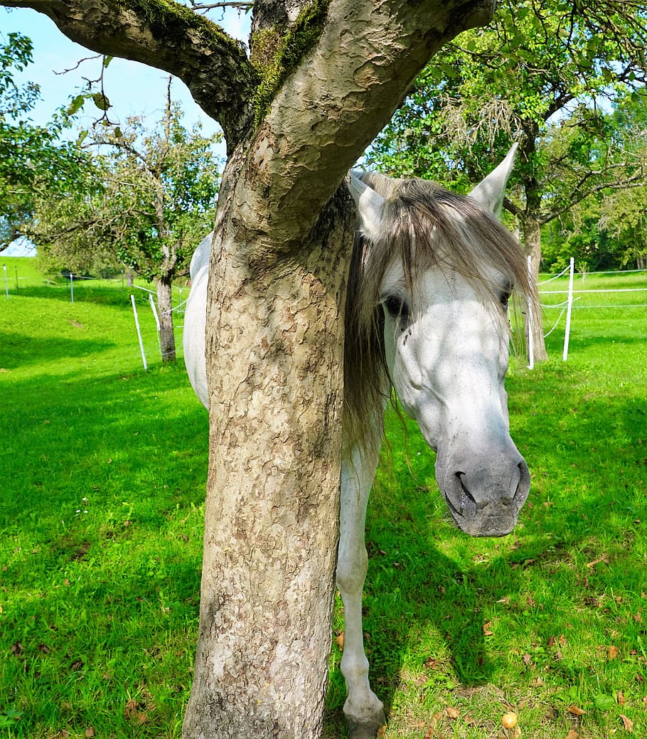 horse, nature, pasture, garden, tree, young, animal, field, HD wallpaper