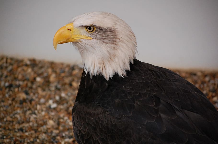 bald eagle, bird, predator, bird of prey, animal, animal themes HD wallpaper