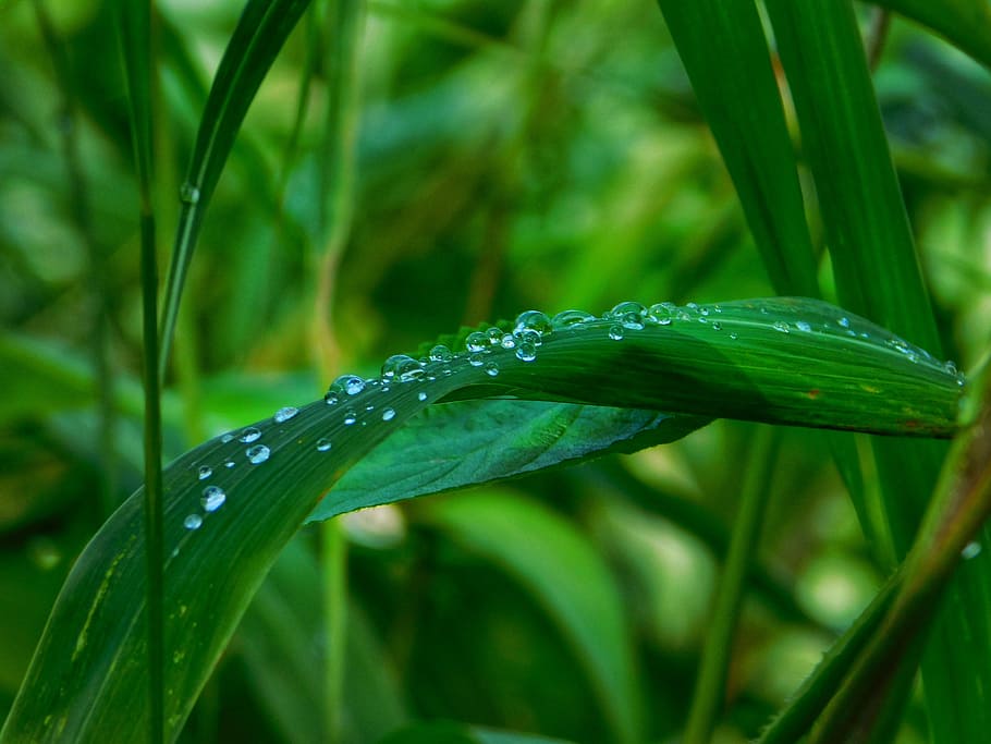 leafs, water, drops, rain, plant, growth, green color, beauty in nature HD wallpaper