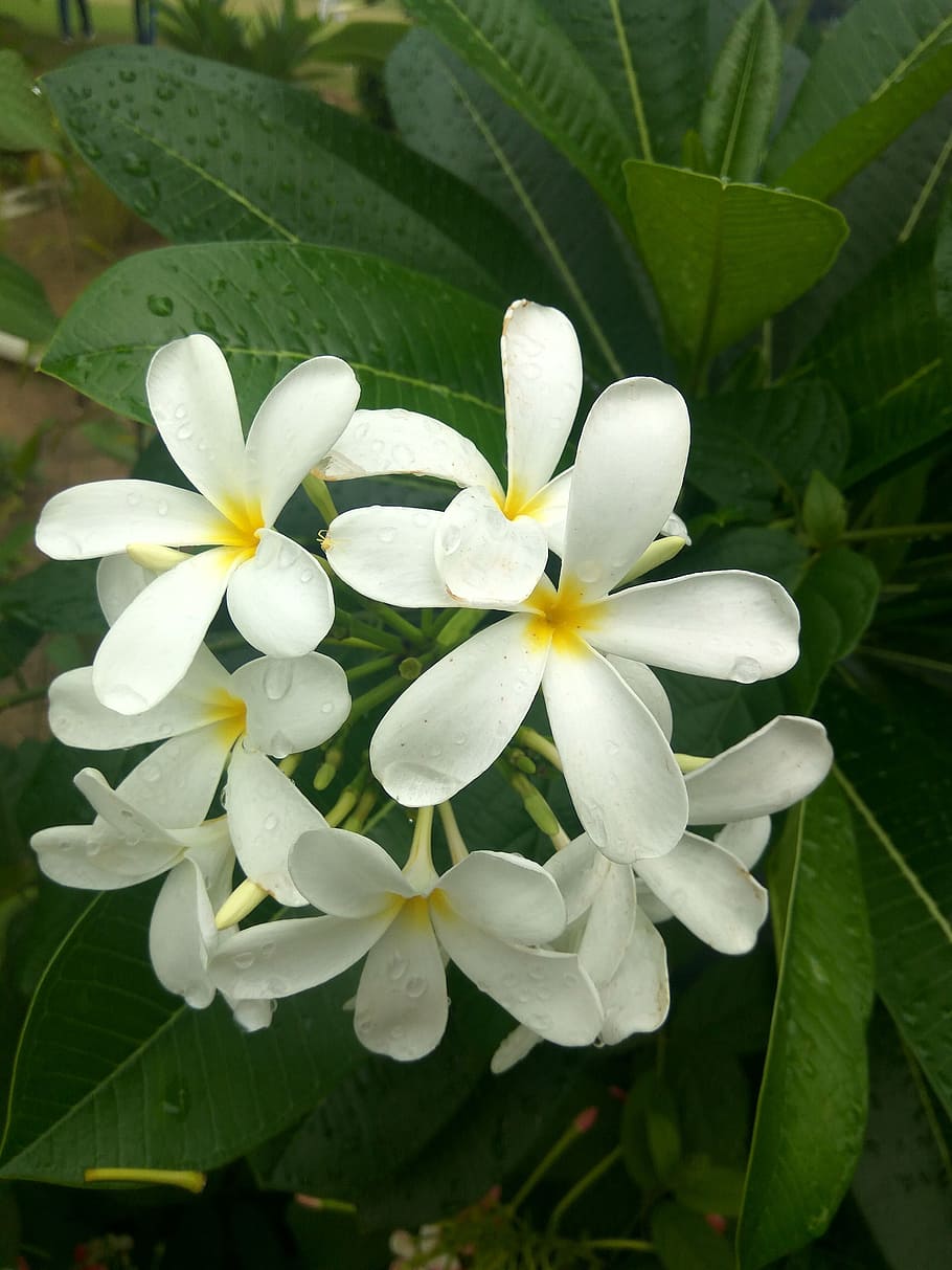 white, flowers, bunch, flowering plant, petal, beauty in nature HD wallpaper