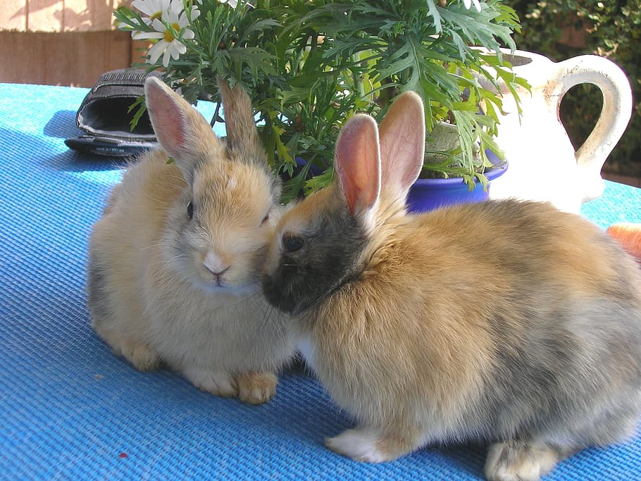 two brown rabbits on table, hare, pet, munchkins, couple, pair HD wallpaper