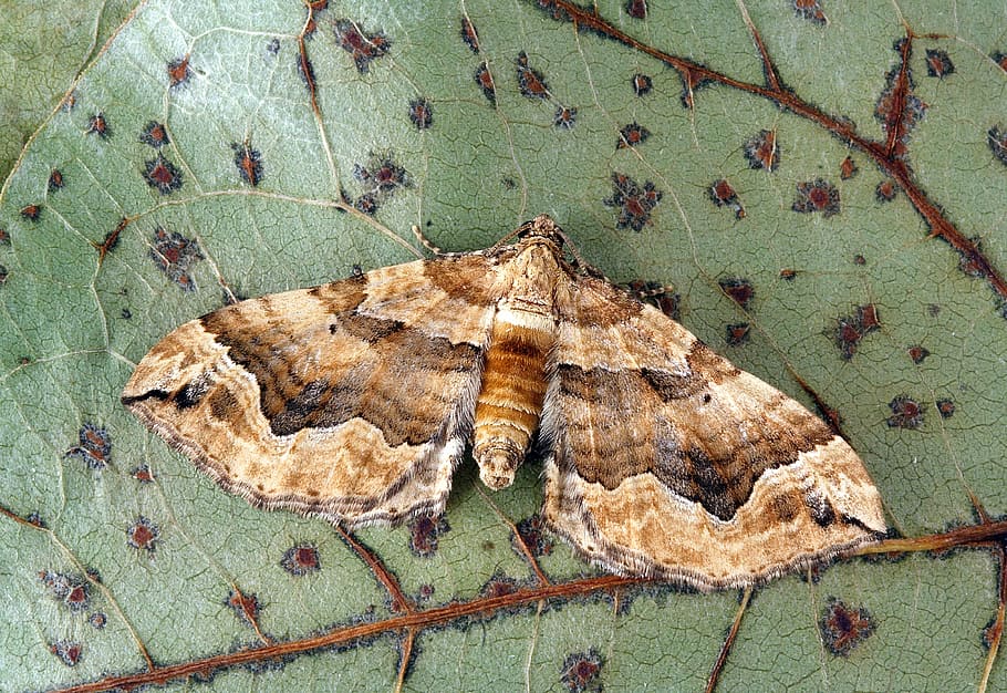 moth, close up, nature, insect, macro, bug, wildlife, entomology HD wallpaper