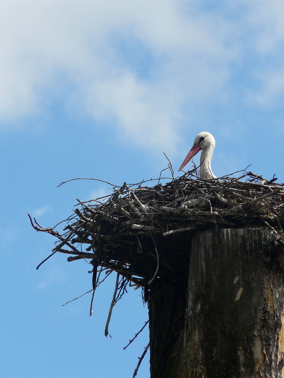 stork, bird, socket, nature, poland, village, waiting, animals in the wild HD wallpaper