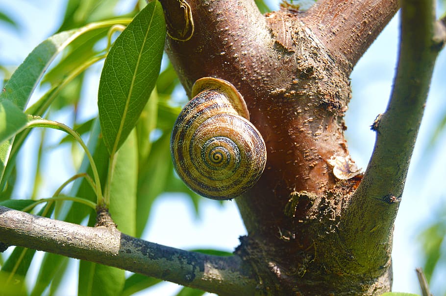 snail, animal, geometry, shell, mollusk, animal wildlife, tree HD wallpaper