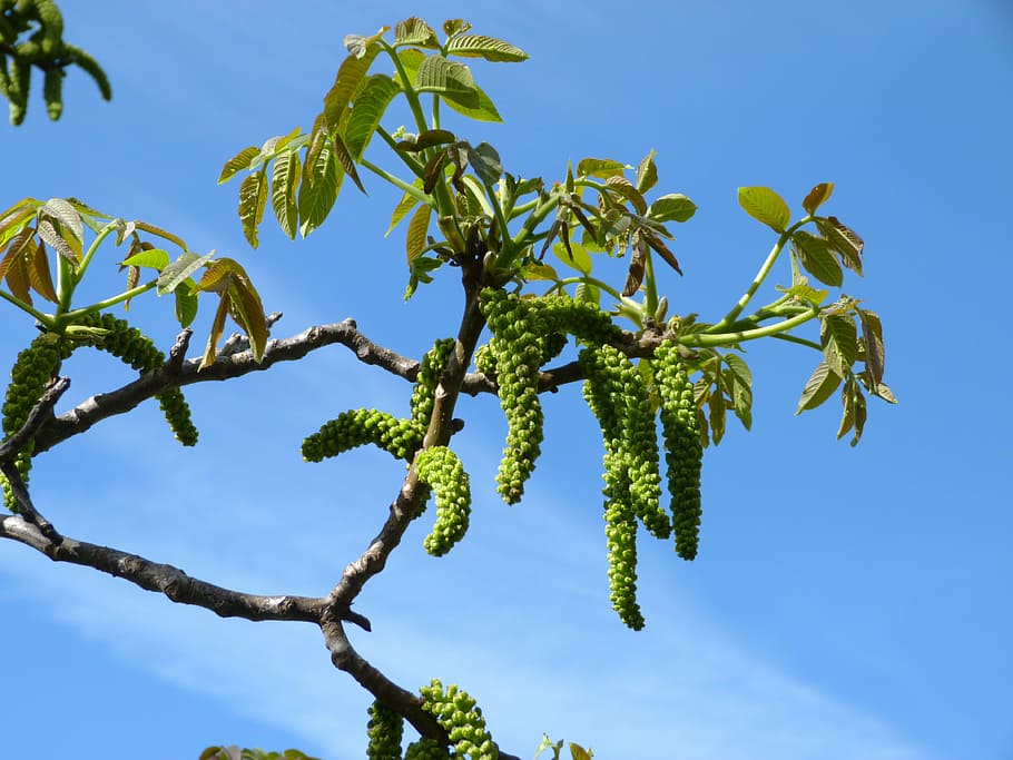 buds, nature, branch, spring, flora, sky, blue, tree, fruit HD wallpaper