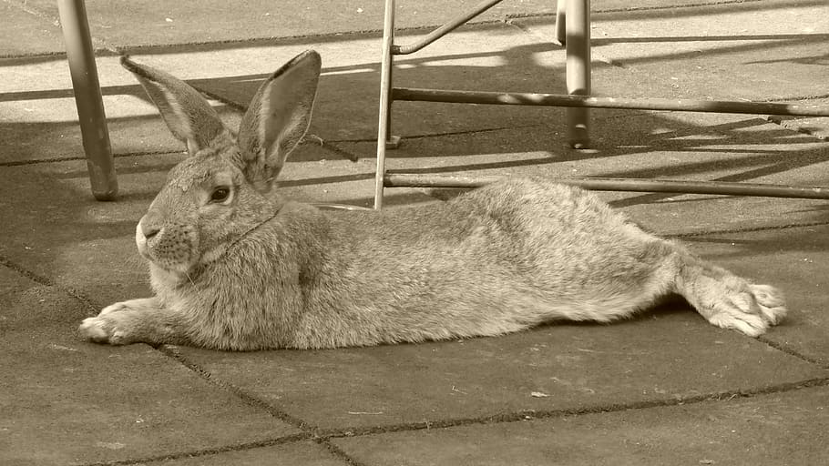 Rabbit, Animal, Hare, Pet, Nager, Ears, rest, long eared, easter HD wallpaper