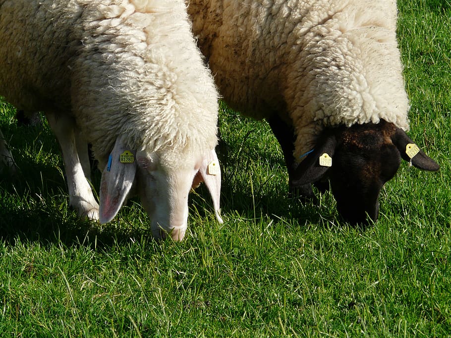 sheep, pair, black, white, graze, togetherness, for two, animals HD wallpaper