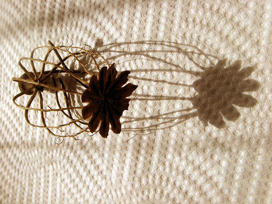 poppyhead, empty, shadow, light, decoration, simplicity, pattern HD wallpaper