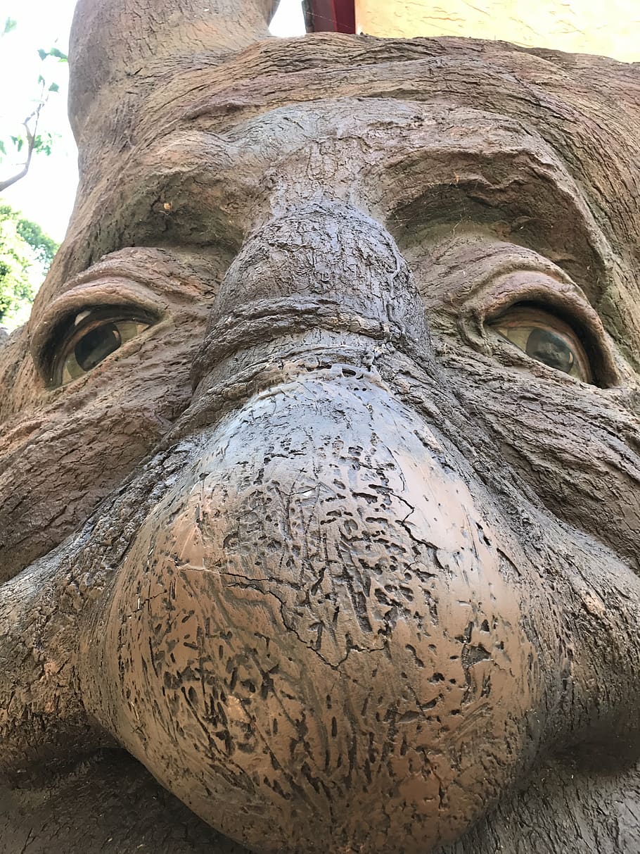 tree, face, nose, funny, animal, wildlife, mammal, close-up HD wallpaper