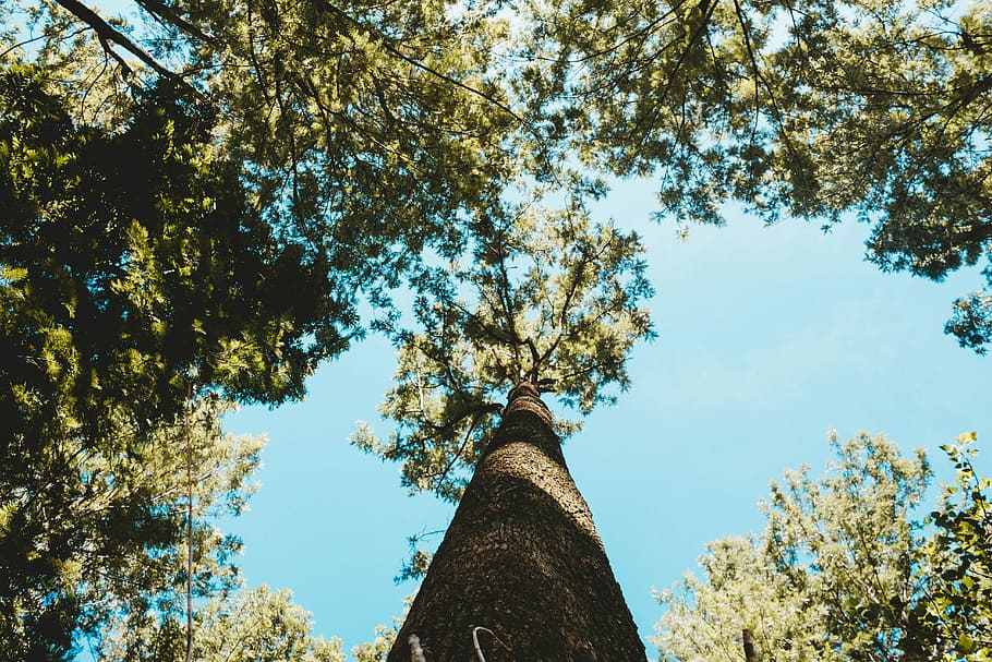 low angle photography of tree during daytime, low angle photography of green trees HD wallpaper
