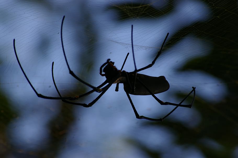 spider, creepy, insect, spiderweb, dark, scary, black, cobweb HD wallpaper