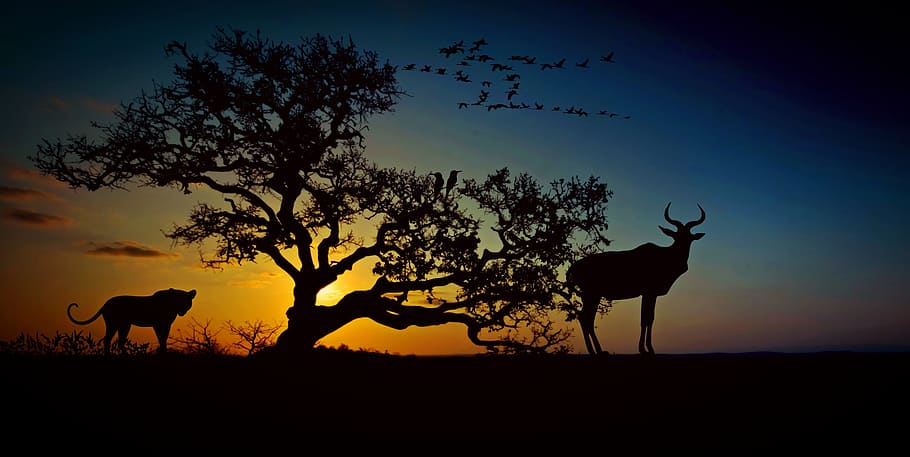 silhouette photography of deer and lion ear tree during golden hour, HD wallpaper