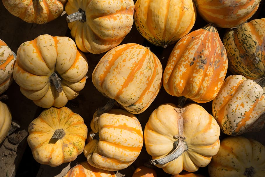 decorative squashes, striped, cucurbita, cucurbitaceae, colorful HD wallpaper