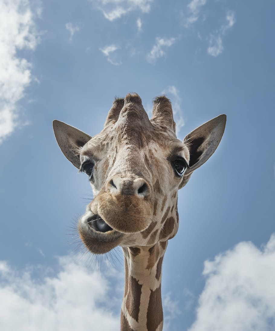brown giraffe under blue and white sky during daytime, head, mouth