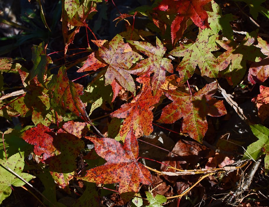 fall sweetgum leaves, foliage, tree, plant, nature, autumn