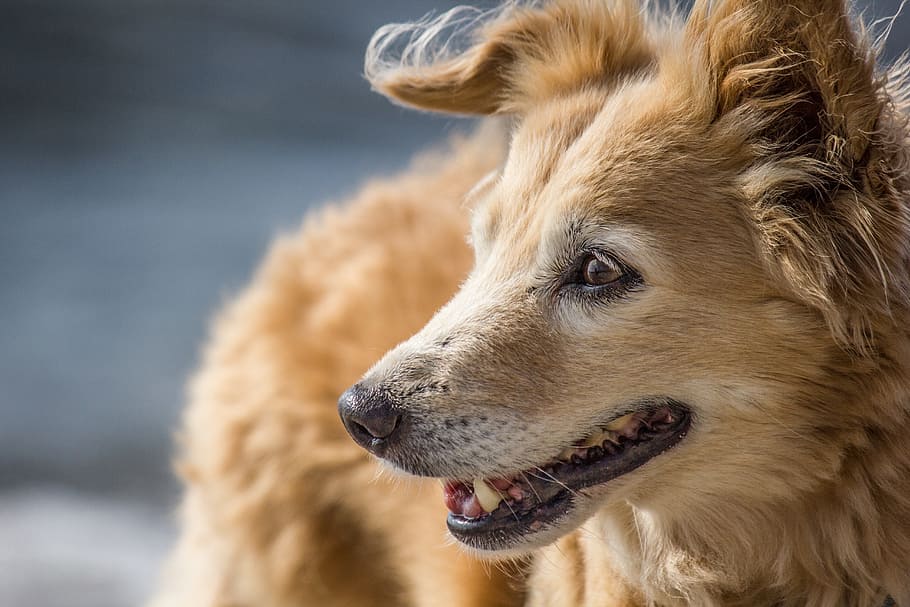 dog, face, nose, laugh, hybrid, pets, animal, canine, cute HD wallpaper