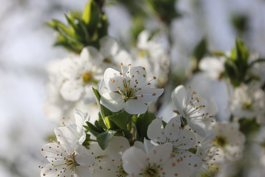 Flower, Spring, Branch, Twig, Nature, white color, blossom HD wallpaper