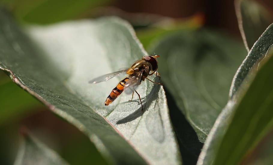 insect, leaf, nature, invertebrate, animal themes, animals in the wild HD wallpaper