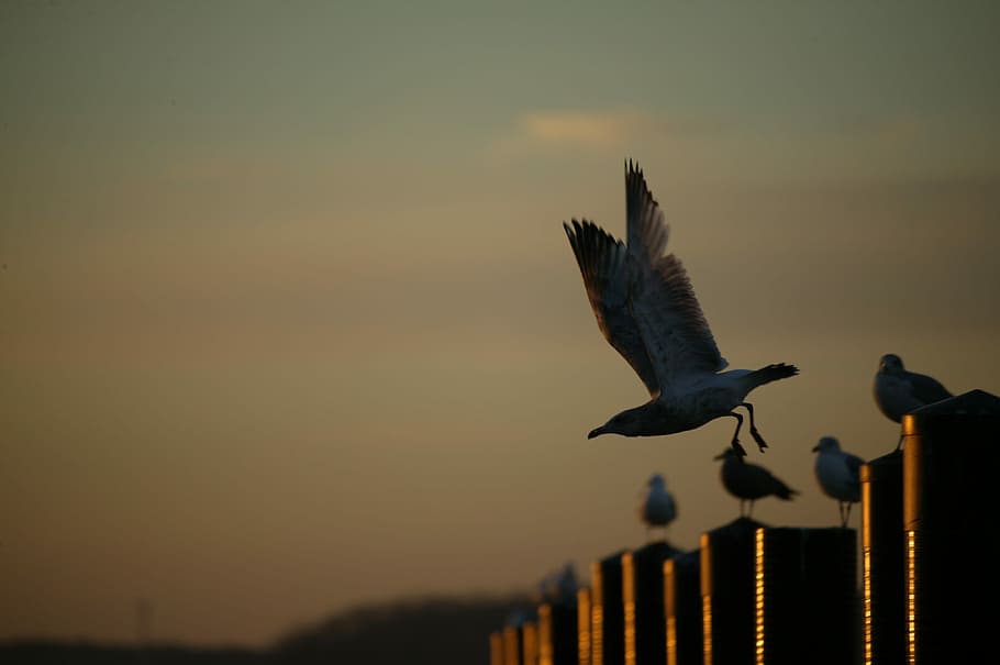 Bird, Sea Gull, Beach, Gull, Wing, Sky, fly, animal themes HD wallpaper