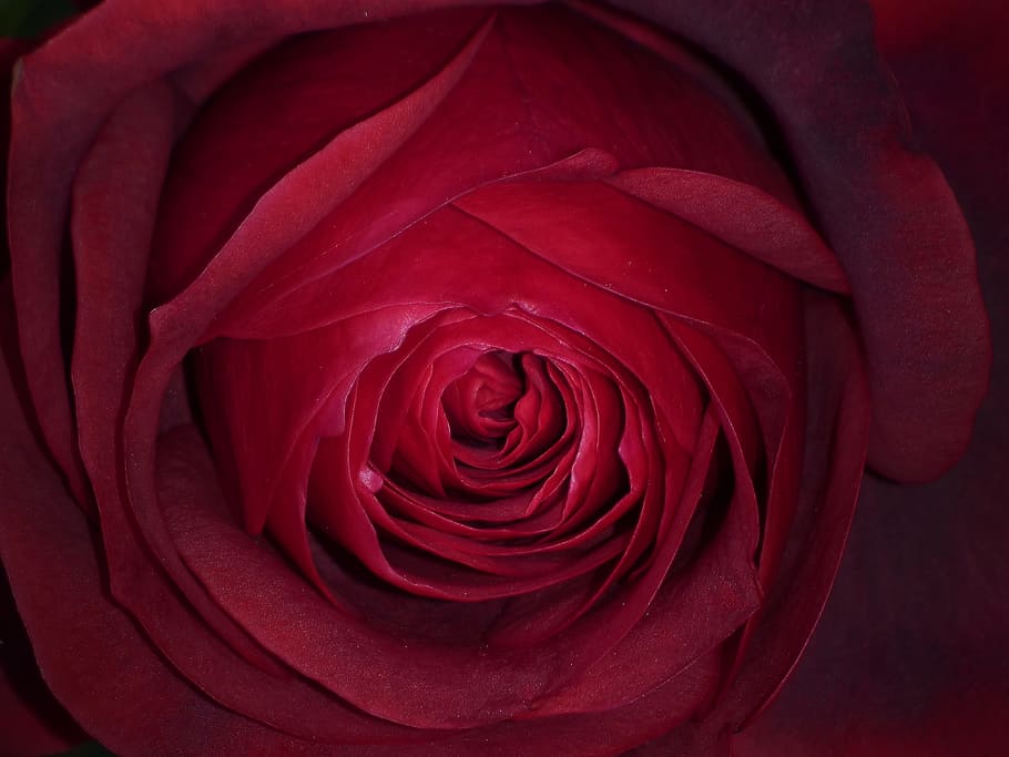 Background, Petals, Foreground, rosa, texture, flower, rose - flower HD wallpaper