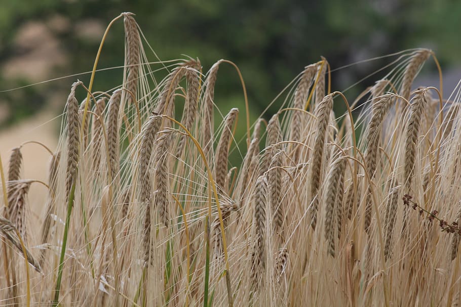 Wheat, Salman, Field, agriculture, crop, growth, cereal plant HD wallpaper