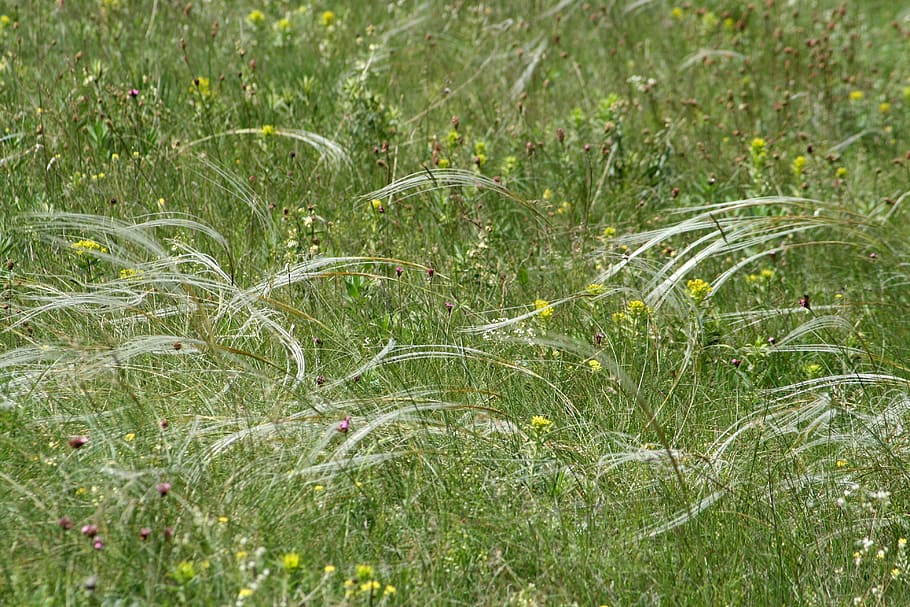 field, meadow, grass, stipa, green, wildflower, meadow flower HD wallpaper