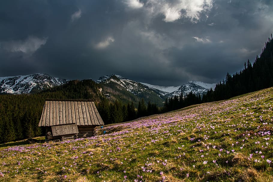 photography of green grass field, gray house surrounded with pink petal flowers under grey sky photography HD wallpaper