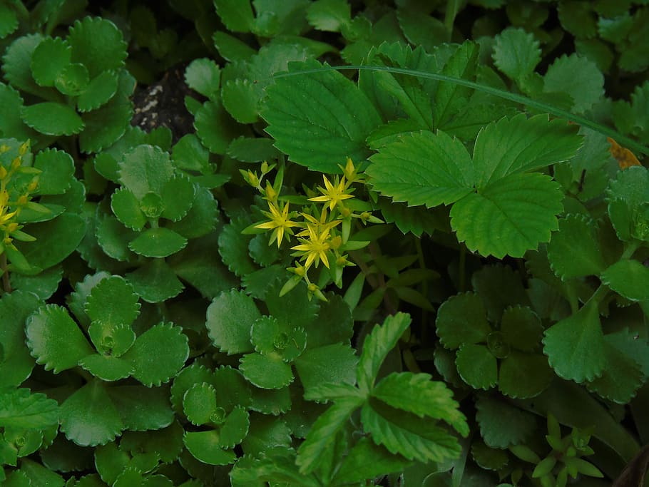 Flowers, Greenery, iltimate, green color, vegetable, plant HD wallpaper